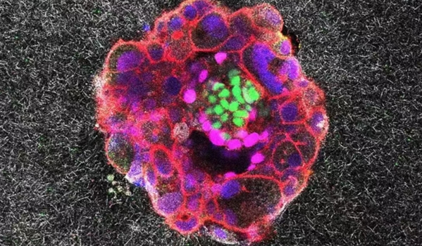 2025年，十大生命科学突破